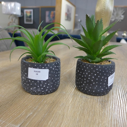 1322 - A pair of succulent in black and white spotty pots (67681104)