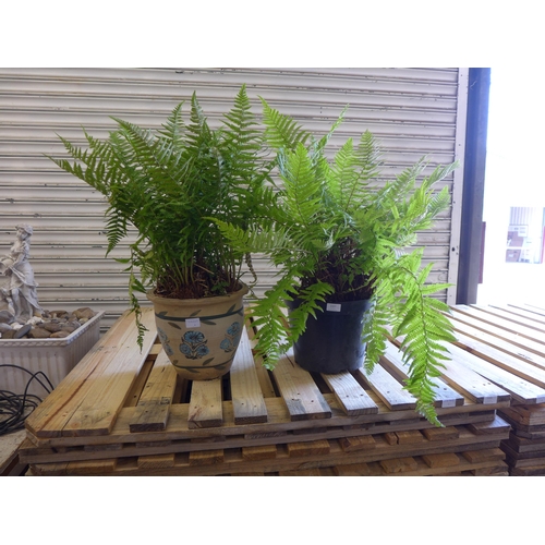 2207 - 2 Large Ferns