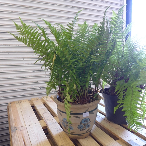 2207 - 2 Large Ferns