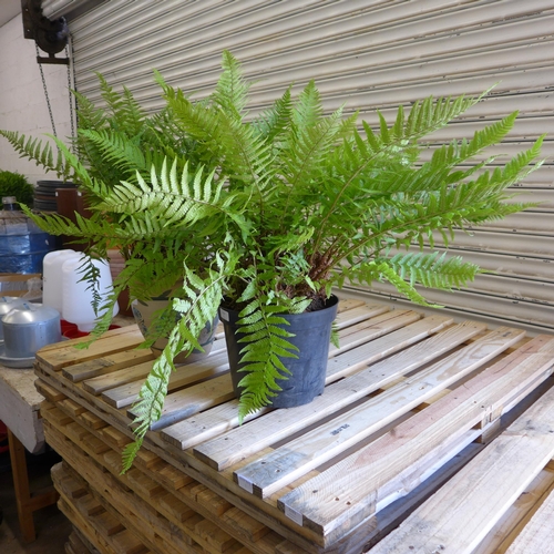 2207 - 2 Large Ferns