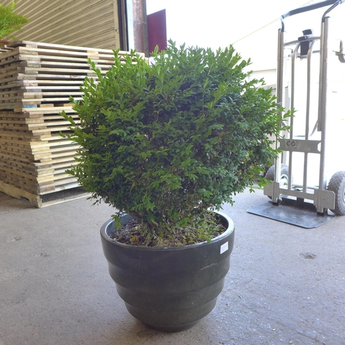 2208 - Privet bush in pot