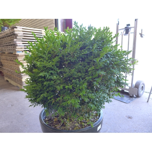 2208 - Privet bush in pot