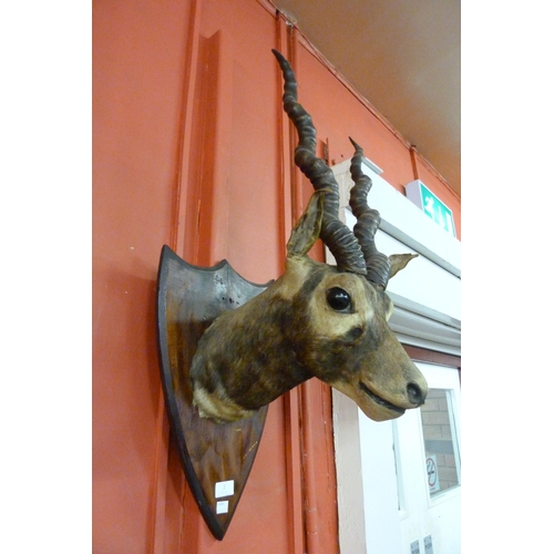 2 - A mounted taxidermy antelope head