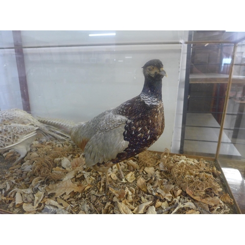 272 - A cased pheasant taxidermy diorama