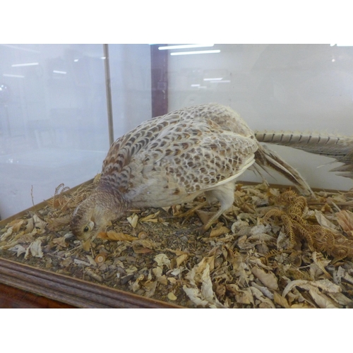 272 - A cased pheasant taxidermy diorama