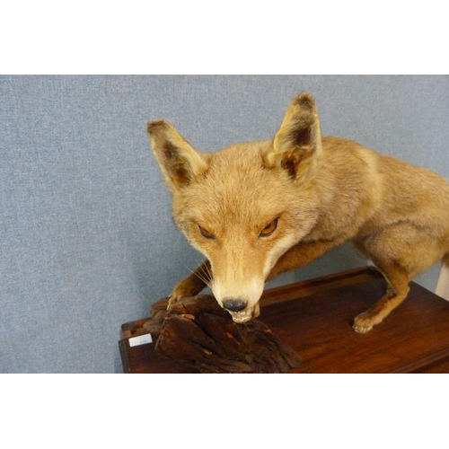 315 - A mounted taxidermy fox