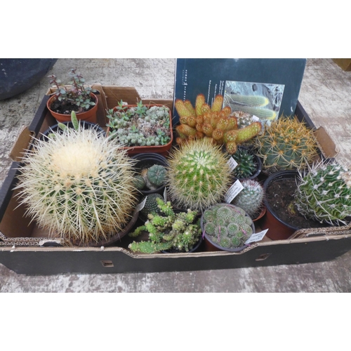 2240 - Tray of assorted Cacti plants and books