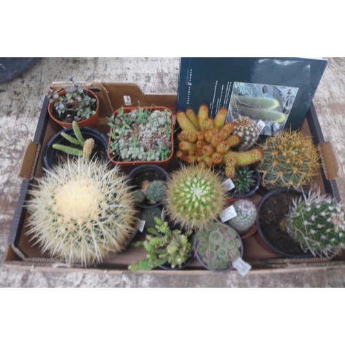 2240 - Tray of assorted Cacti plants and books