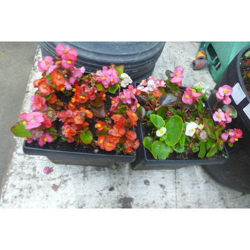 2245 - 2  round tubs containing plants and 2 small plants in square tubs