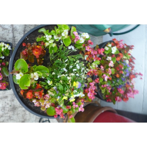 2245 - 2  round tubs containing plants and 2 small plants in square tubs