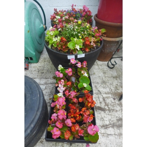 2245 - 2  round tubs containing plants and 2 small plants in square tubs