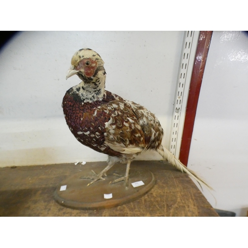 375 - A mounted taxidermy pheasant