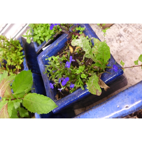 2217A - 9 Blue glazed planters with plants - 4 large 40cm square and 5 small 20cm square