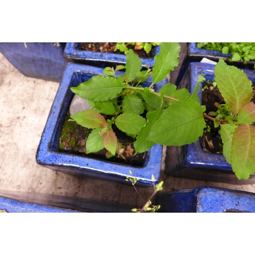 2217A - 9 Blue glazed planters with plants - 4 large 40cm square and 5 small 20cm square