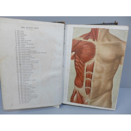 705 - Two antiquarian medical books, Family Physician