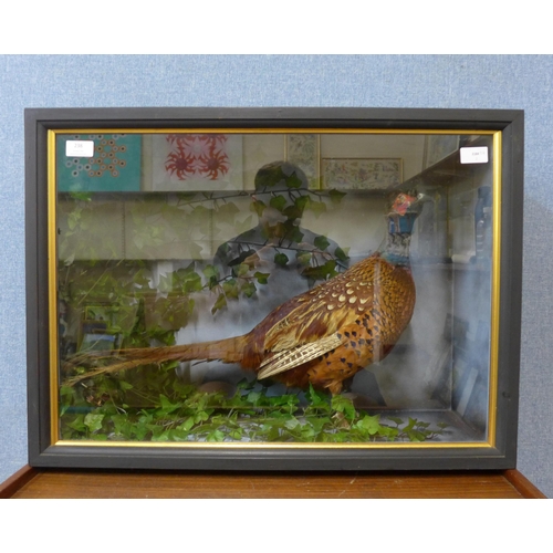 238 - A cased taxidermy pheasant