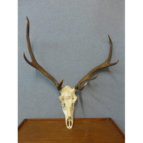 284 - A pair of Stag antlers and skull