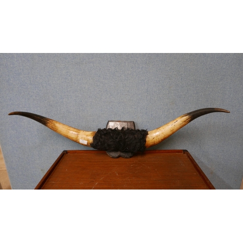 300 - A pair of mounted bull horns