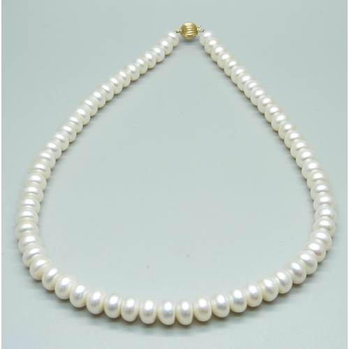 1043 - A string of freshwater pearls on a 14ct gold clasp