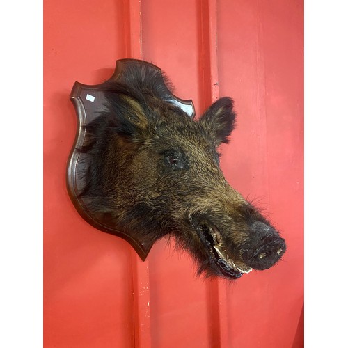 353 - A French mounted taxidermy boar's head