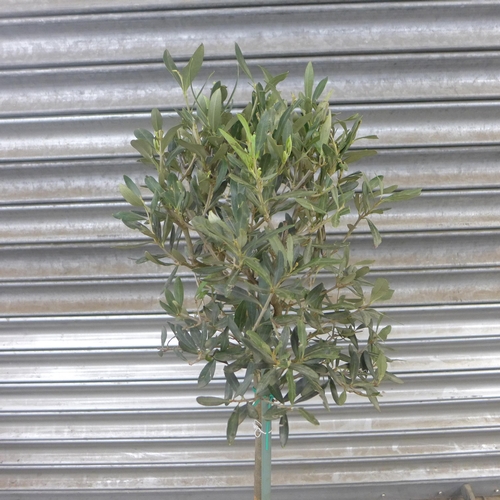 2277 - An Olive tree, approximately 3ft tall