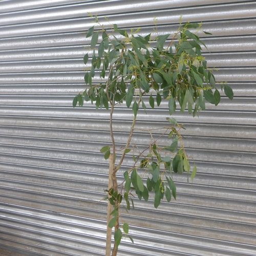 2278 - A Eucalyptus plant, approximately 5ft