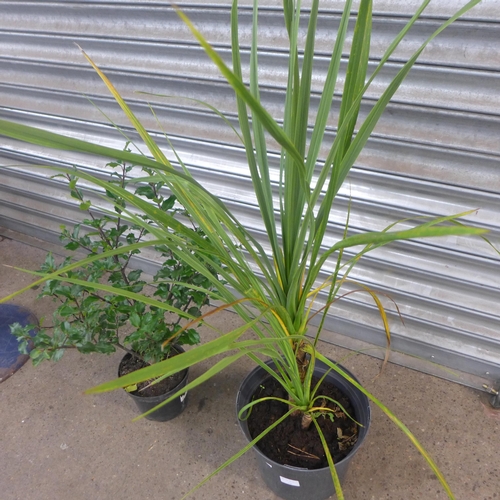 2280 - A Cordyline and a Holly tree