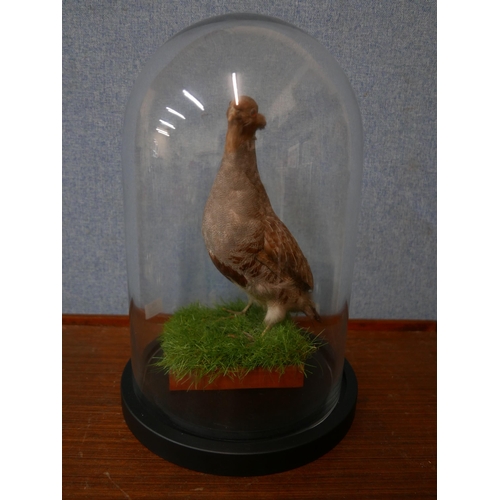 338 - A taxidermy grey partridge, in glass dome