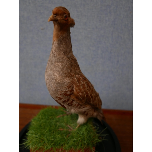 338 - A taxidermy grey partridge, in glass dome