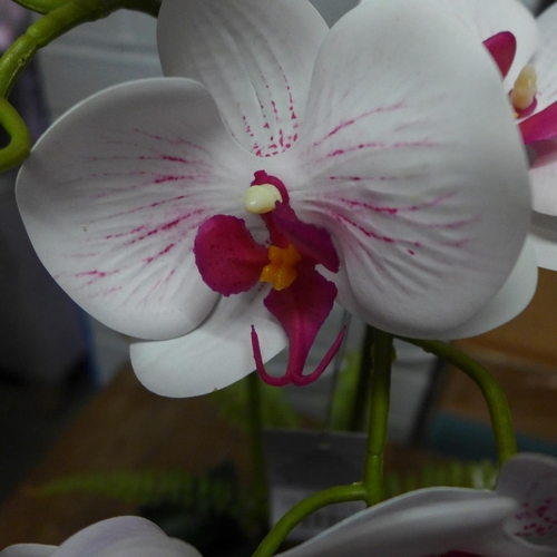 1445 - A double Orchid and Fern display in a glass pot, H 50cms (50658612)   #