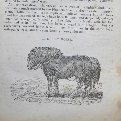 751 - Two leather and wood stirrups and one volume, The Horse, published by Baldwin & Cradock, Paternoster... 