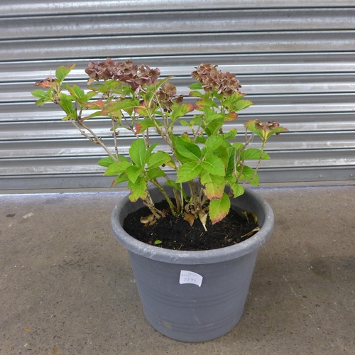 2232 - Two potted Hydrangeas and a potted evergreen plant