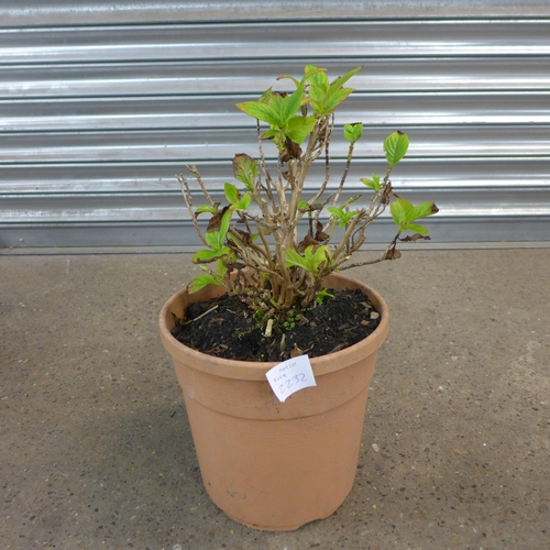 2232 - Two potted Hydrangeas and a potted evergreen plant