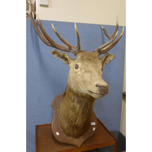 301 - A mounted French taxidermy stags head