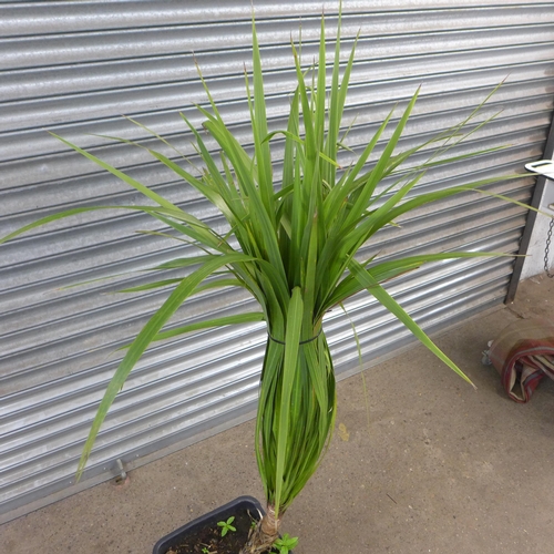 2248 - Cordyline plant in plastic container