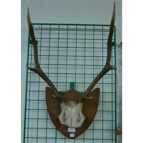 312 - A pair of mounted deer antlers