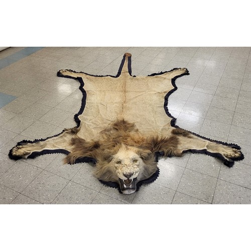 81 - A late 19th/early 20th Century lion skin (Panthera Leo) rug with taxidermied roaring head, 320 x 230... 