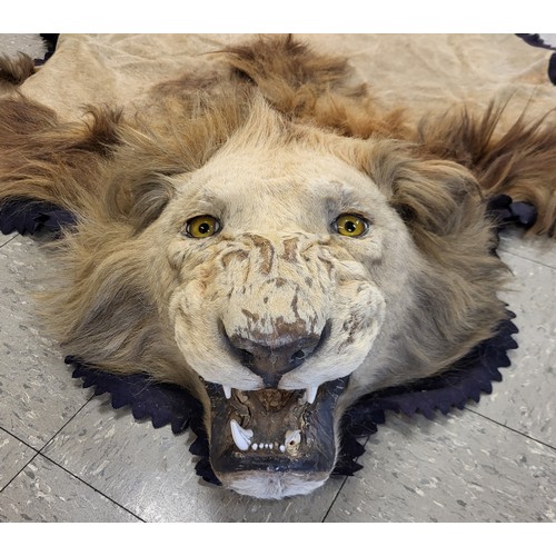 81 - A late 19th/early 20th Century lion skin (Panthera Leo) rug with taxidermied roaring head, 320 x 230... 