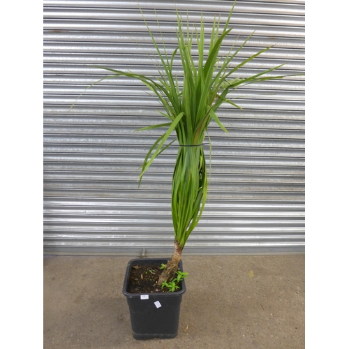 2265 - Cordyline plant in plastic container