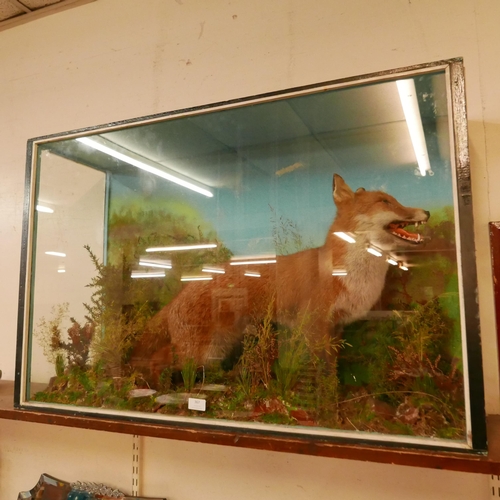 367 - A naturalistically cased taxidermy fox