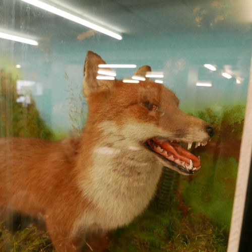 367 - A naturalistically cased taxidermy fox