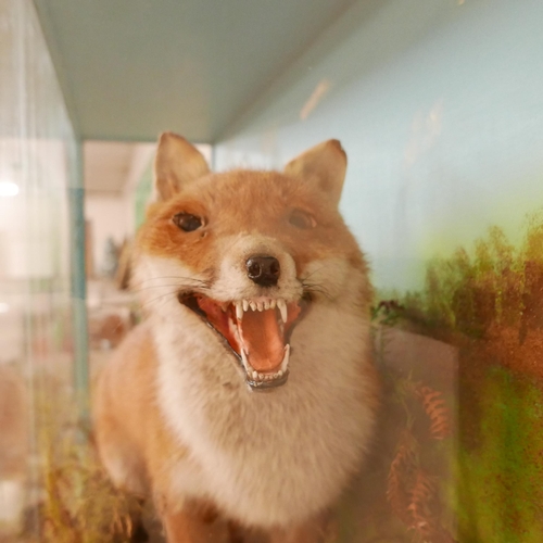 367 - A naturalistically cased taxidermy fox