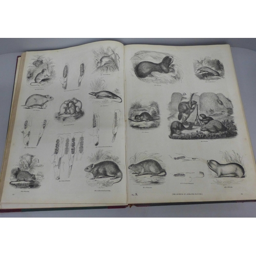 770 - Two volumes, The Pictorial Museum of Animated Nature, published by Charles Knight & Co., London