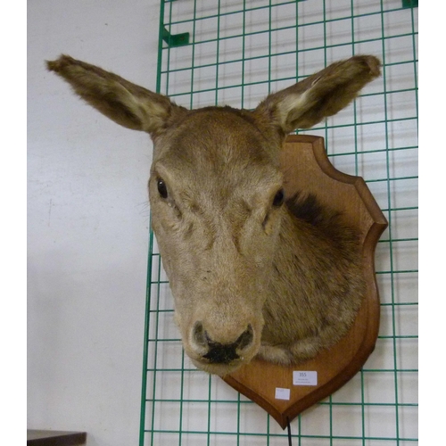 355 - A French mounted taxidermy deer's head