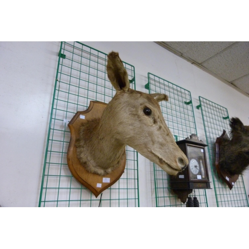 355 - A French mounted taxidermy deer's head