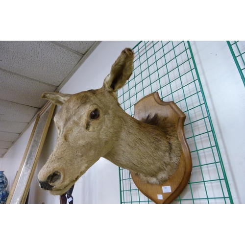 355 - A French mounted taxidermy deer's head