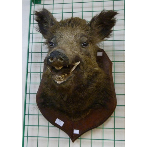 356 - A French mounted taxidermy boar's head