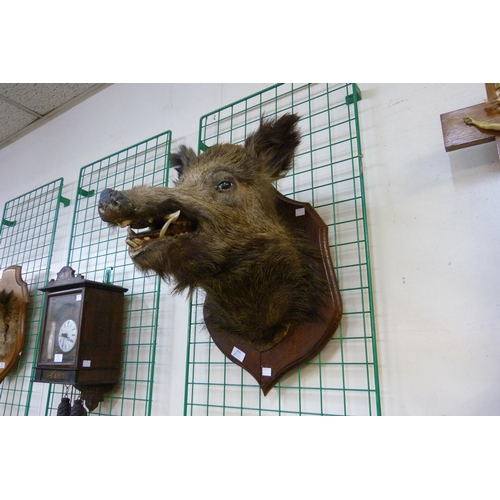 356 - A French mounted taxidermy boar's head