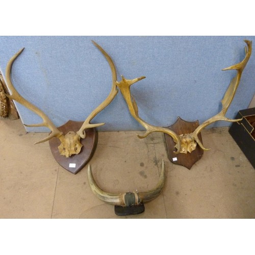 363 - Two pairs of mounted deer antlers and a pair of mounted cow horns