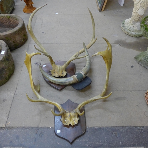 262 - Two pairs of mounted deer antlers and a pair of mounted cow horns